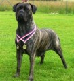 /album/fotogalerie/puma-izz-rott-bull-ii-jpg/